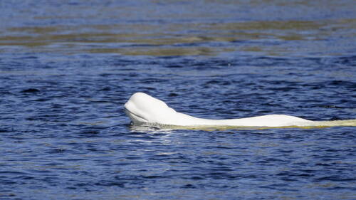 Norvège: un béluga repéré dans une rivière près d'Oslo