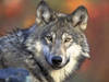 Le garde-faune abat un loup isolé en Valais