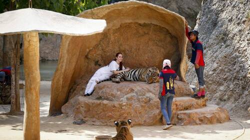 Thaïlande: 72 tigres tués par un virus dans un parc animalier