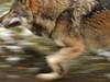 Val d’Hérens: l'un des deux loups prélevés n'était pas de la meute