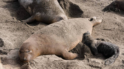 Australie: un phoque endormi sur la chaussée, la circulation déviée
