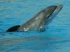 Côte d'Azur: Interdiction de nager avec dauphins