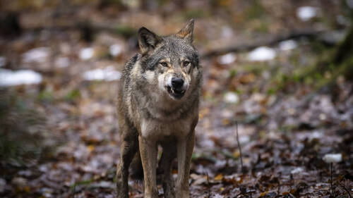 Un tribunal suédois bloque l'abattage de loups prévu pour 2026