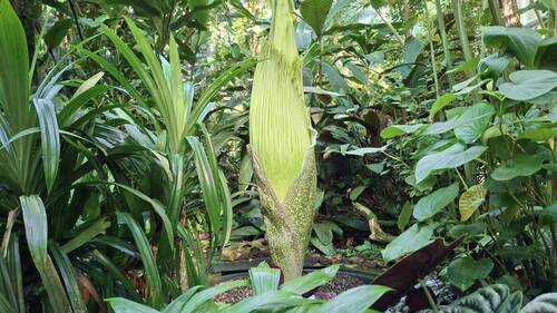 Un Arum titan sur le point de fleurir au jardin botanique de Bâle