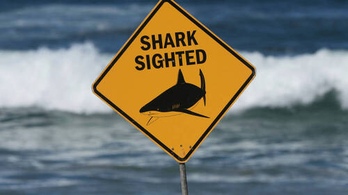 Une attaque de requin fait un mort et un blessé en Australie