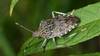 Les plantes exotiques favorisent la propagation d'insectes invasifs