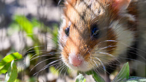 Japon: arrestation d'un tueur en série de hamsters