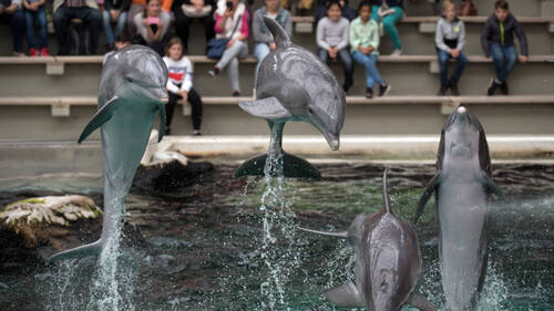 Le zoo de Beauval renonce à accueillir des dauphins