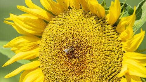 Ukraine: stocks d'huile d'une entreprise genevoise bombardés