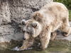 Attaque mortelle entre ours au parc animalier de Goldau