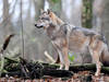 Loup: référendum lancé contre la loi sur la chasse