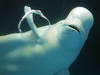 Une vlogueuse mange un grand requin blanc, la police enquête
