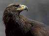 Un aigle royal victime d’une éolienne à Mont-Crosin (BE)