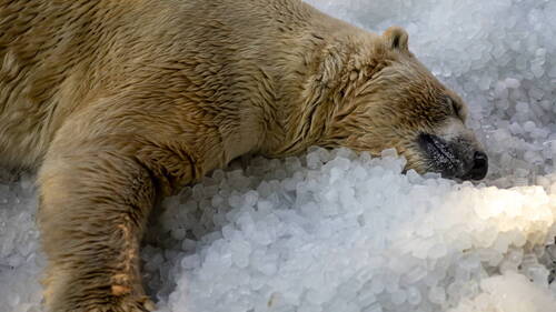 Ne réveillez pas un ours qui dort: grosse amende pour un indélicat