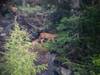 Premières naissances de lynx en Engadine depuis près de 150 ans