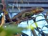 Un iguane des Petites Antilles prend ses marques au zoo de Zurich
