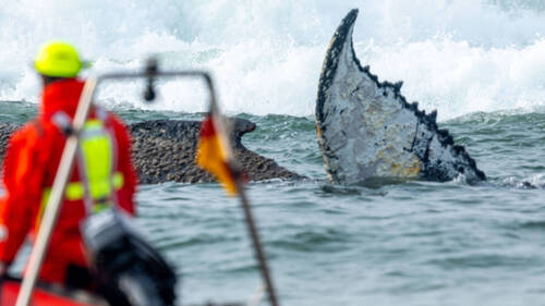 Allemagne: la baleine de nouveau coincée sur la côte baltique