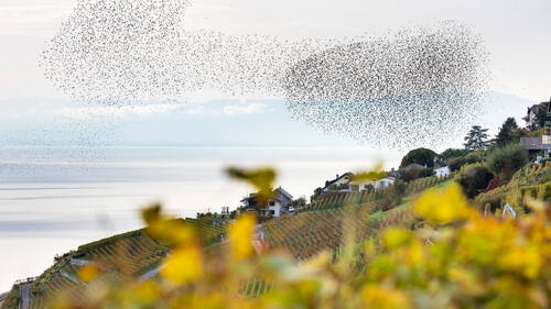 Lavaux: les nuées d'étourneaux à l'heure pour les vendanges