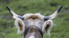Pas de différence entre le lait de vaches avec ou sans cornes