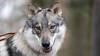 La croissance de la population de loups a pu être freinée en Suisse
