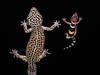 Les secrets de la robe du gecko léopard décryptés