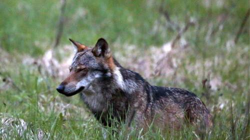 Tir d’un loup ordonné dans la région de Visperterminen