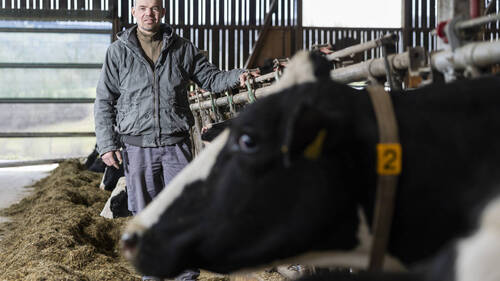 Dermatose chez les bovins: fin de la vaccination mais vigilance