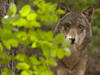 Berne dépense 500'000 francs par an pour surveiller les loups