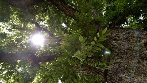 Une exposition sur les arbres remarquables et leurs jardiniers