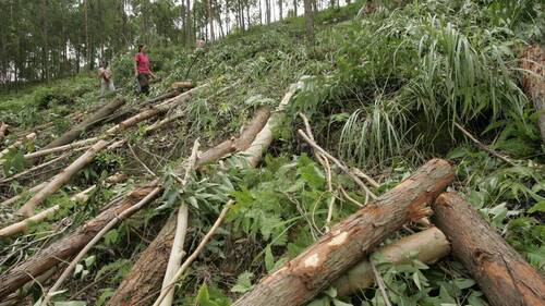 Le recul de la déforestation n'est pas lié aux entreprises