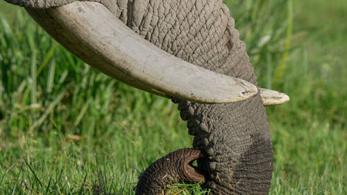 Kenya: le décès de 15 éléphants attribué à du cyanure