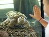 Une tortue hargneuse découverte à Arnex-sur-Orbe (VD)