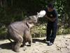 Un éléphant de Bornéo encorne mortellement son cornac