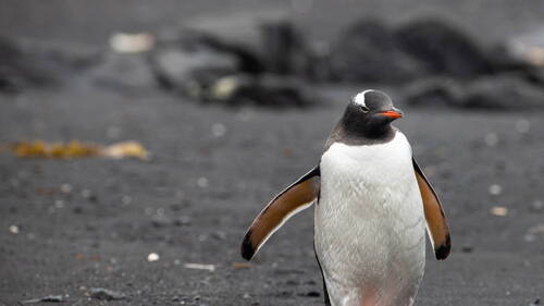 Températures records en Antarctique à l'orée de l'hiver austral