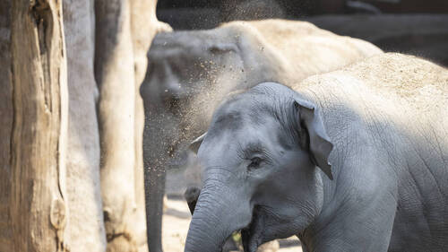Zoo de Zurich: éléphanteau euthanasié un jour après sa naissance