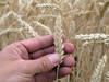 L'approvisionnement en céréales est "assuré" en Suisse (FSPC)