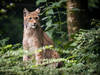 Lynx trouvé mort en Valais: le canton a déposé une plainte pénale