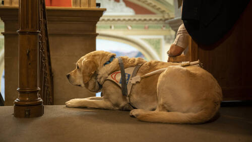 Régler la certification des formateurs de chiens d'assistance