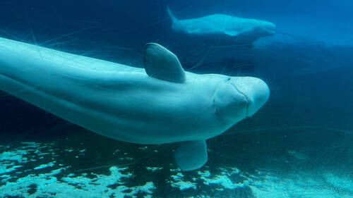 Ottawa donne un accord conditionnel pour le transfert de bélugas