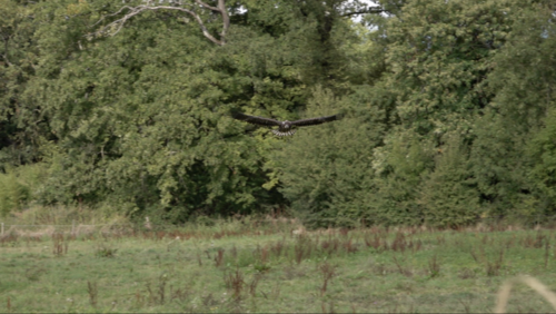 Aigles