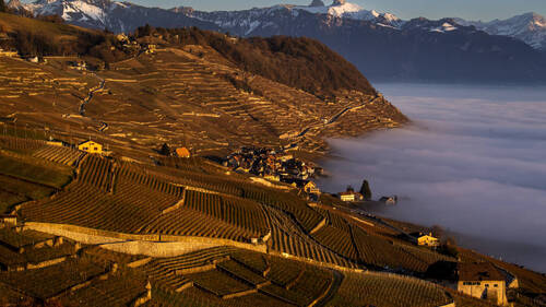 Vignoble de Lavaux: une biodiversité riche, mais fragile