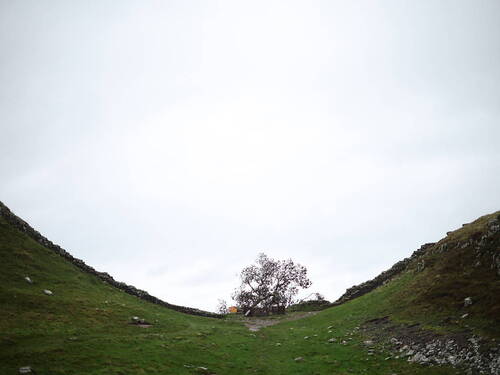 Un homme accusé d'avoir abattu un arbre célèbre plaide non coupable