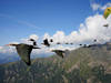 Oiseaux: après 400 ans, l'ibis chauve fait son retour en Suisse