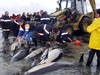 Dauphins échoués: la France doit fermer des zones de pêche