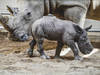 Un rhinocéros baptisé "Queenie" pour le jubilé de la reine