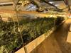 La police saisit plus de 4000 plants de marijuana à Therwil (BL)