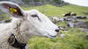 Les moutons et les chèvres trient leur nourriture