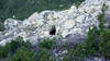 Traces d'un ours en Basse-Engadine (GR), fin avril