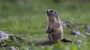 Les marmottes montent un peu plus haut que par le passé