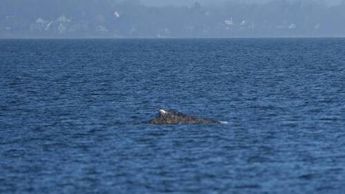 La baleine échouée sur la côte allemande a pu regagner la mer